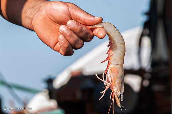 تصویر 2 از خرید میگو بزرگ بسته بندی شده + قیمت فروش استثنایی