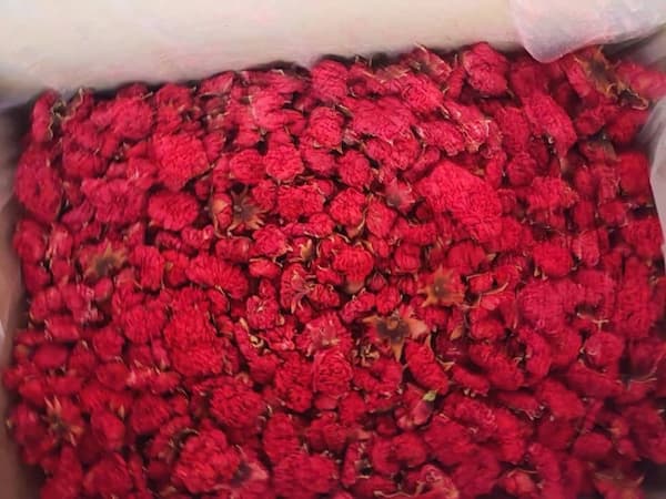 تصویر 5 از فروش گلنار فارسی برای دندان + قیمت خرید به صرفه