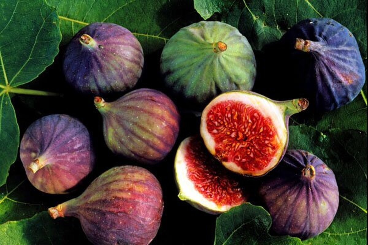 تصویر 2 از خرید و قیمت انجیر سیاه درشت + فروش عمده