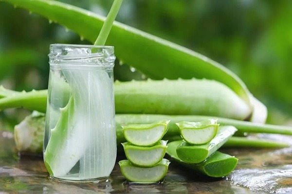 تصویر 3 از قیمت خرید آلوئه ورا خوردنی + فروش ویژه