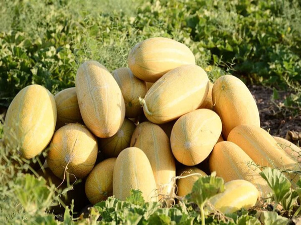 تصویر 3 از فروش خربزه شیرین عسل + قیمت خرید به صرفه