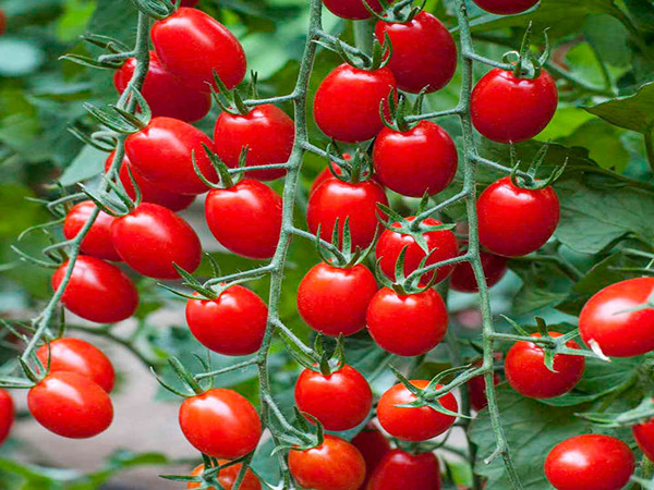 تصویر 4 از قیمت خرید گوجه فرنگی گلخانه ای + فروش ویژه