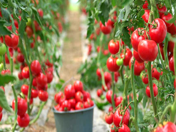 تصویر 5 از قیمت خرید گوجه فرنگی گلخانه ای + فروش ویژه