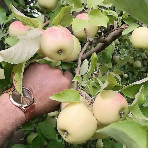تصویر 1 از فروش سیب زرد لبنانی + قیمت خرید به صرفه