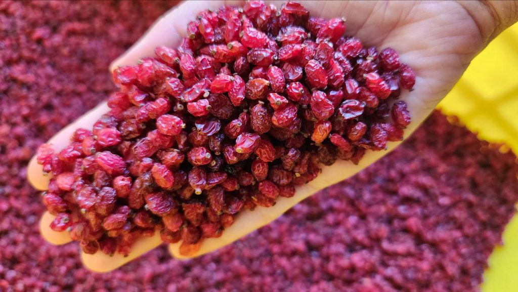 تصویر 4 از قیمت خرید زرشک بسته بندی با فروش عمده