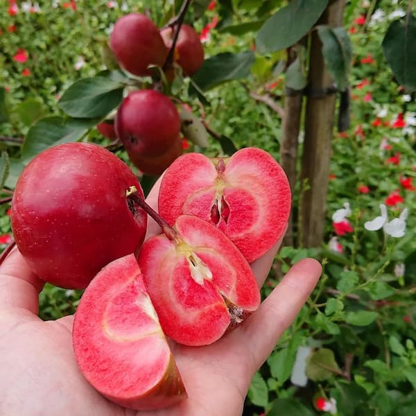 تصویر 2 از قیمت خرید سیب قرمز تو سرخ با فروش عمده