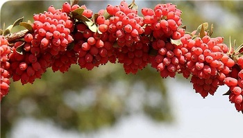 تصویر 1 از قیمت زرشک زینتی قرمز + خرید باور نکردنی