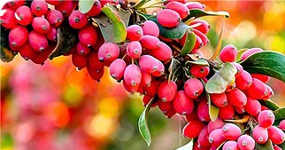 تصویر 5 از قیمت زرشک زینتی قرمز + خرید باور نکردنی