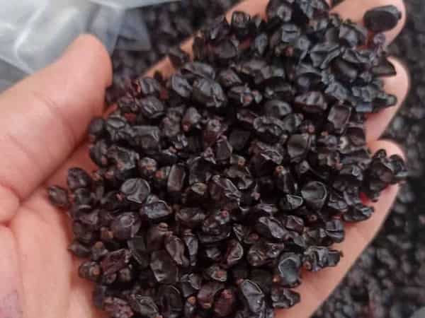 تصویر 3 از قیمت خرید زرشک سیاه کرمانشاه با فروش عمده
