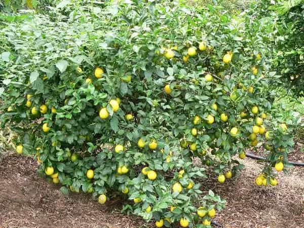 تصویر 5 از خرید نهال لیمو ترش مکزیکی + قیمت فروش استثنایی