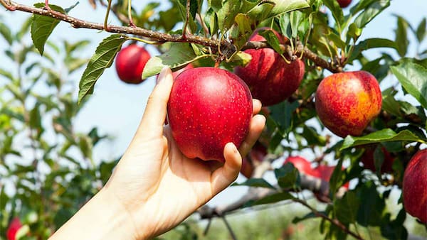 تصویر 2 از خرید سیب قرمز سمیرم + قیمت فروش استثنایی