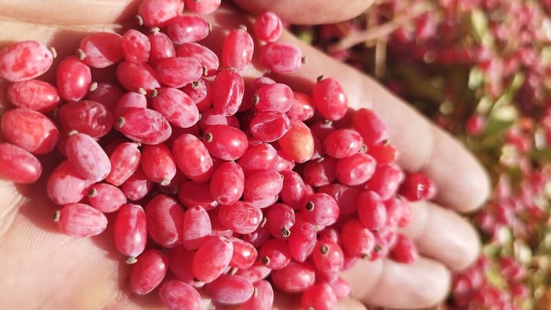 تصویر 4 از خرید و قیمت زرشک درجه یک + فروش عمده