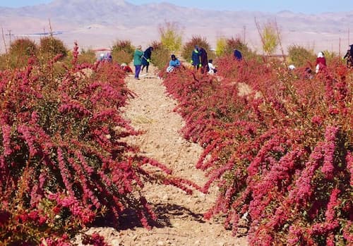 تصویر 2 از خرید زرشک کوهی خشک + قیمت فروش استثنایی