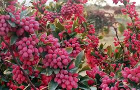 تصویر 4 از خرید زرشک کوهی خشک + قیمت فروش استثنایی
