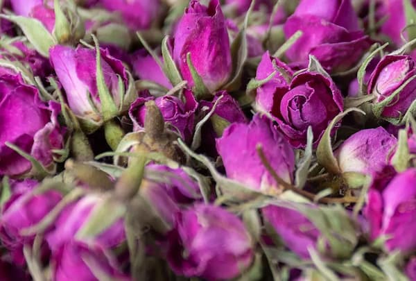 تصویر 4 از قیمت خرید پر گل محمدی خشک با فروش عمده