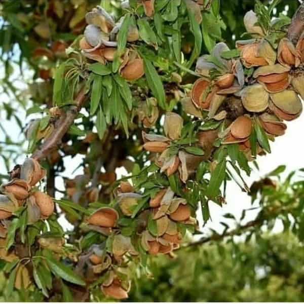 تصویر 4 از فروش نهال بادام خوشه ای + قیمت خرید به صرفه