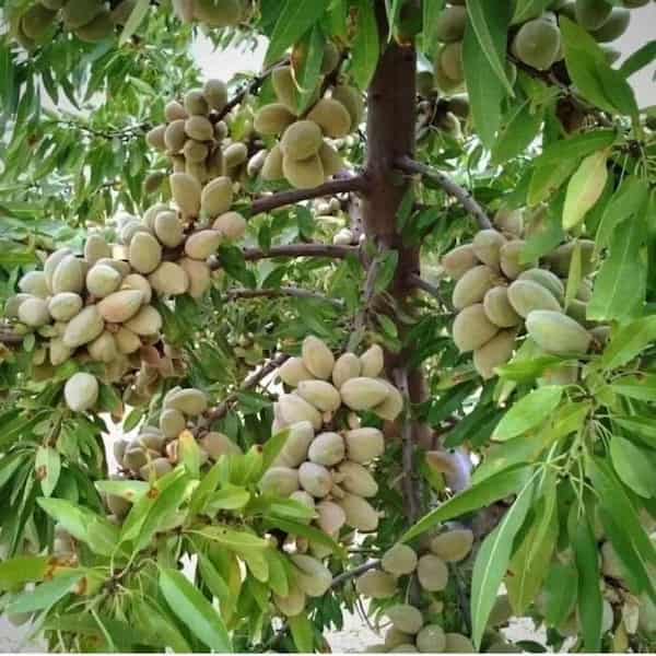 تصویر 4 از فروش نهال بادام منقا دیرگل + قیمت خرید به صرفه