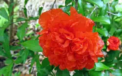 تصویر 1 از فروش گلنار فارسی برای صورت + قیمت خرید به صرفه