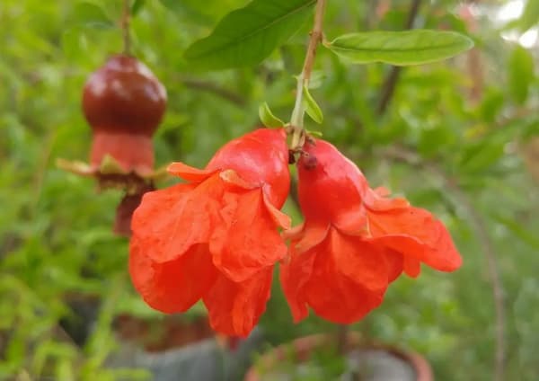 تصویر 3 از قیمت گلنار فارسی برای معده با کیفیت ارزان + خرید عمده