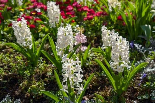 تصویر 3 از خرید گل سنبل سفید + قیمت فروش استثنایی