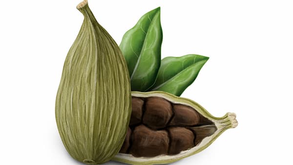 تصویر 5 از خرید هل سبز هندی + قیمت فروش استثنایی