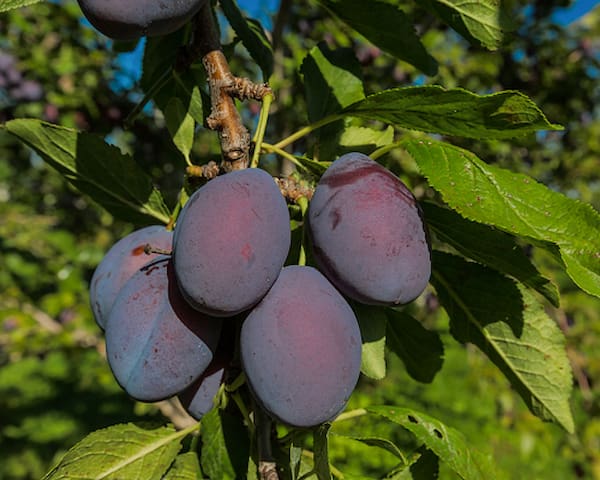 تصویر 5 از قیمت آلو شابلون سیاه + خرید باور نکردنی