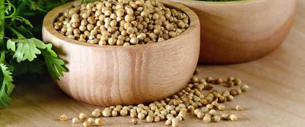 فروش بذر آنغوزه