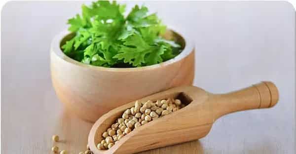 تصویر 5 از خرید بذر گشنیز هلندی + قیمت فروش استثنایی