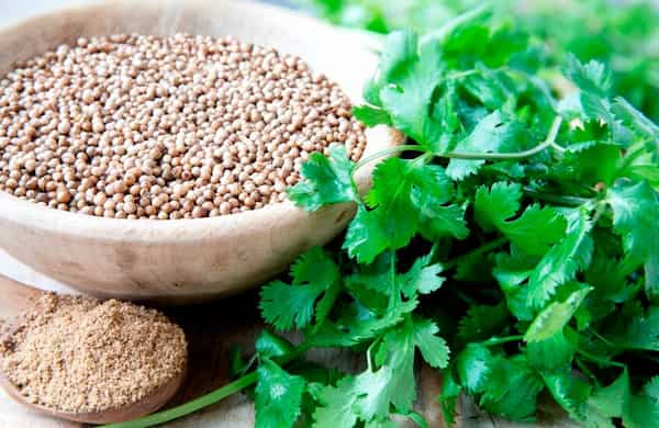 خرید بذر آنغوزه