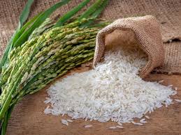 تصویر 5 از قیمت برنج طارم هاشمی فوق ممتاز با کیفیت ارزان + خرید عمده