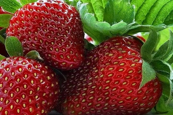 تصویر 2 از خرید و قیمت توت فرنگی وحشی + فروش عمده