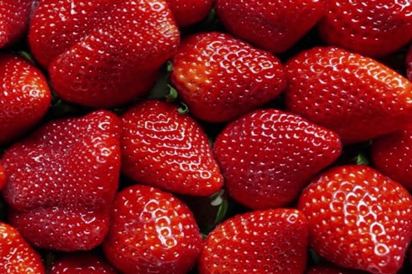 تصویر 1 از خرید و قیمت توت فرنگی وحشی + فروش عمده
