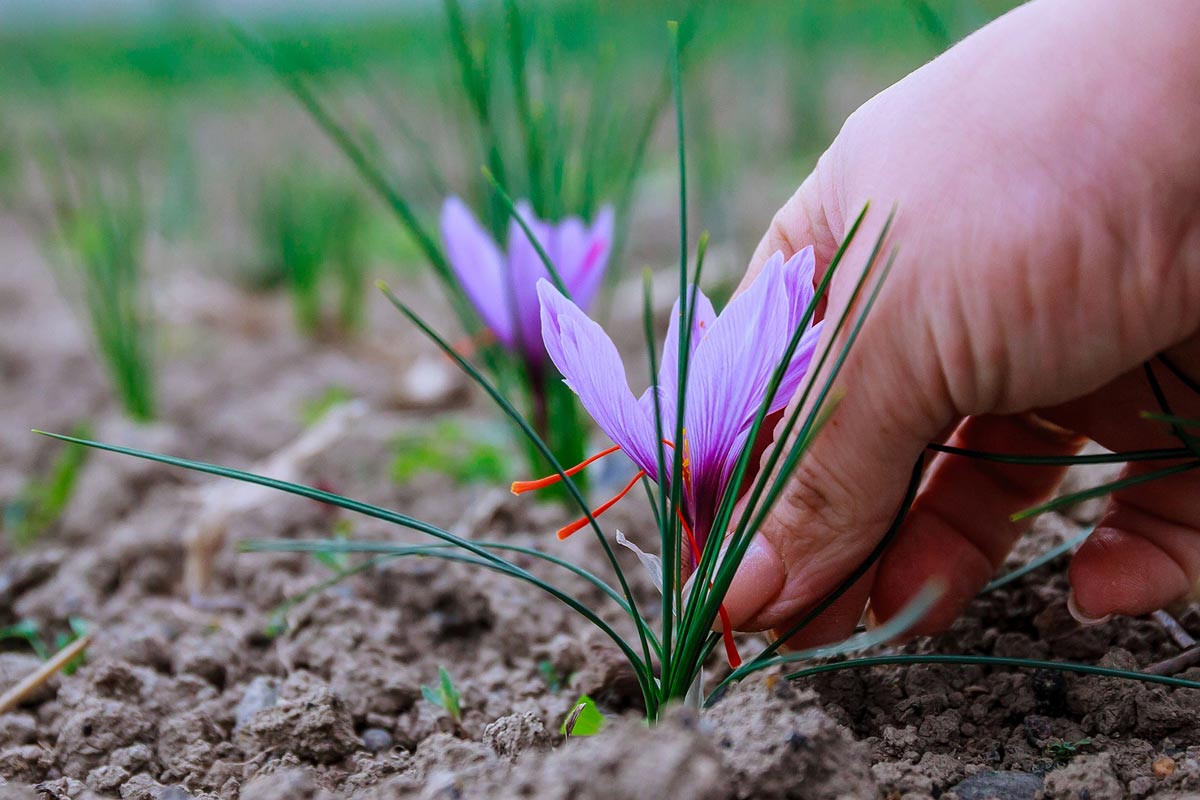 تصویر 3 از خرید زعفران نگین طبیعی خشک + قیمت فروش استثنایی