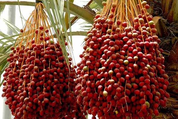تصویر 2 از قیمت خرید خرما زاهدی خشک با فروش عمده