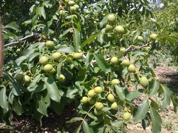 تصویر 2 از قیمت خرید نهال انبه چهار فصل عمده به صرفه و ارزان