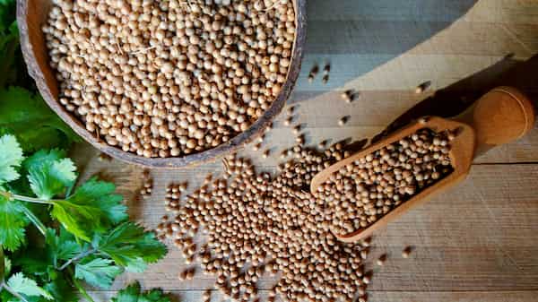 تصویر 3 از خرید تخم گشنیز برای فلافل + قیمت فروش استثنایی