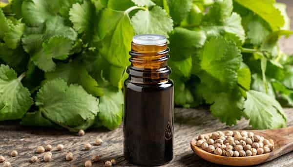 تصویر 4 از خرید پودر تخم گشنیز + قیمت فروش استثنایی