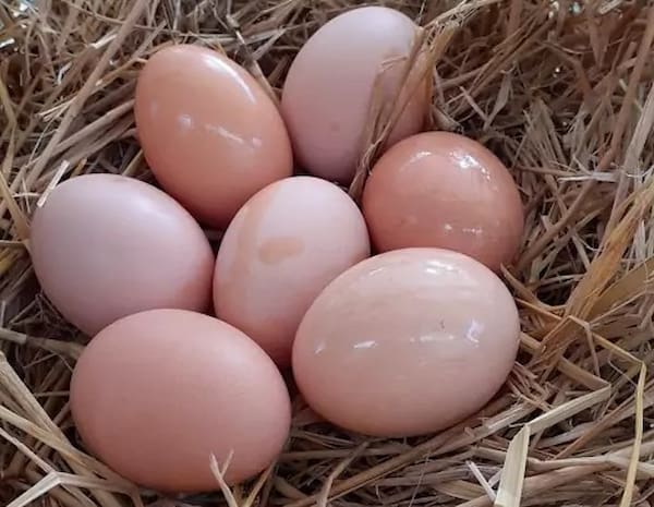 تصویر 2 از قیمت خرید تخم مرغ محلی کوچک با فروش عمده