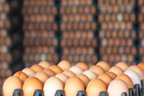 تصویر 2 از شانه تخم مرغ پت راهکار بسته بندی پایدار