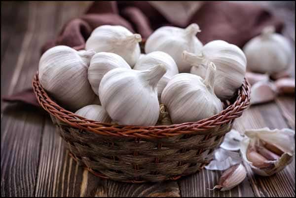 تصویر 5 از خرید و فروش سیر خشک عمده با شرایط فوق العاده