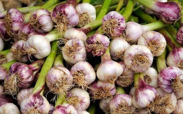 تصویر 5 از خرید و فروش سیر سیاه ارگانیک با شرایط فوق العاده