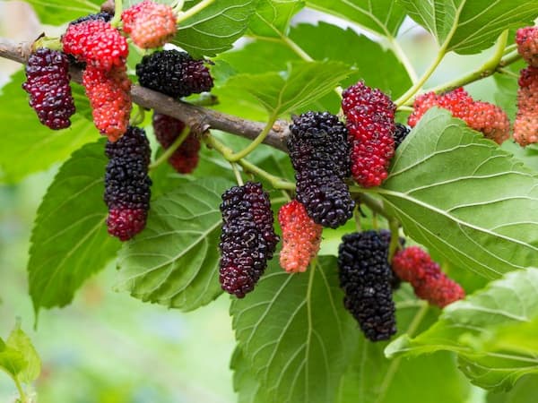 تصویر 1 از قیمت خرید توت غنی عمده به صرفه و ارزان