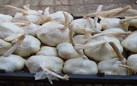 تصویر 3 از قیمت خرید سیر سفید همدان + فروش ویژه