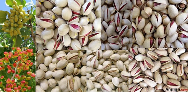 تصویر 4 از قیمت خرید پسته صادراتی کرمان با فروش عمده