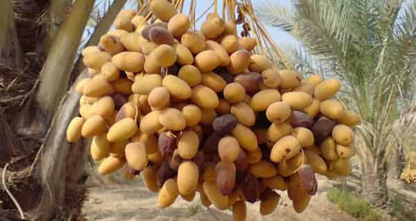 تصویر 1 از قیمت و خرید خرما شاهانی صادراتی جهرم + فروش ارزان