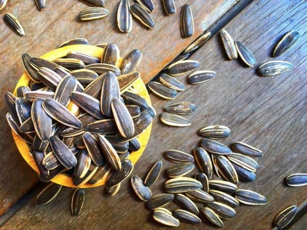 تصویر 4 از خرید و قیمت تخمه آفتابگردان خوی + فروش عمده