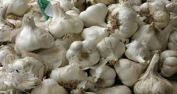تصویر 4 از خرید و قیمت سیر تازه با ساقه + فروش عمده