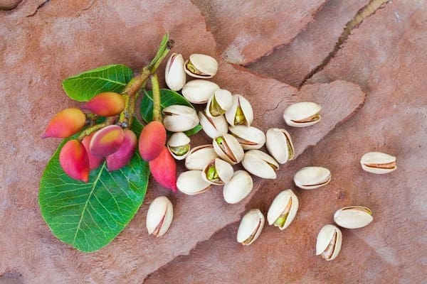 تصویر 5 از خرید پسته کله قوچی درشت + قیمت فروش استثنایی