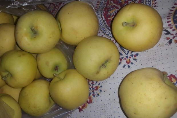 تصویر 2 از فروش سیب زرد صادراتی + قیمت خرید به صرفه