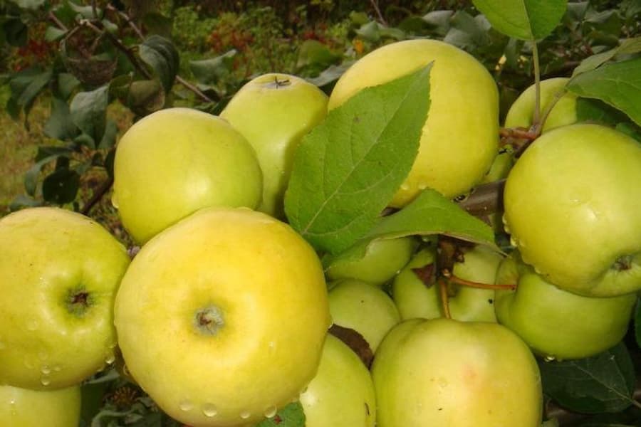 تصویر 3 از قیمت سیب درختی میانه + خرید باور نکردنی
